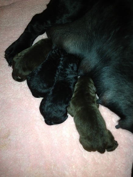puppies a few days old
